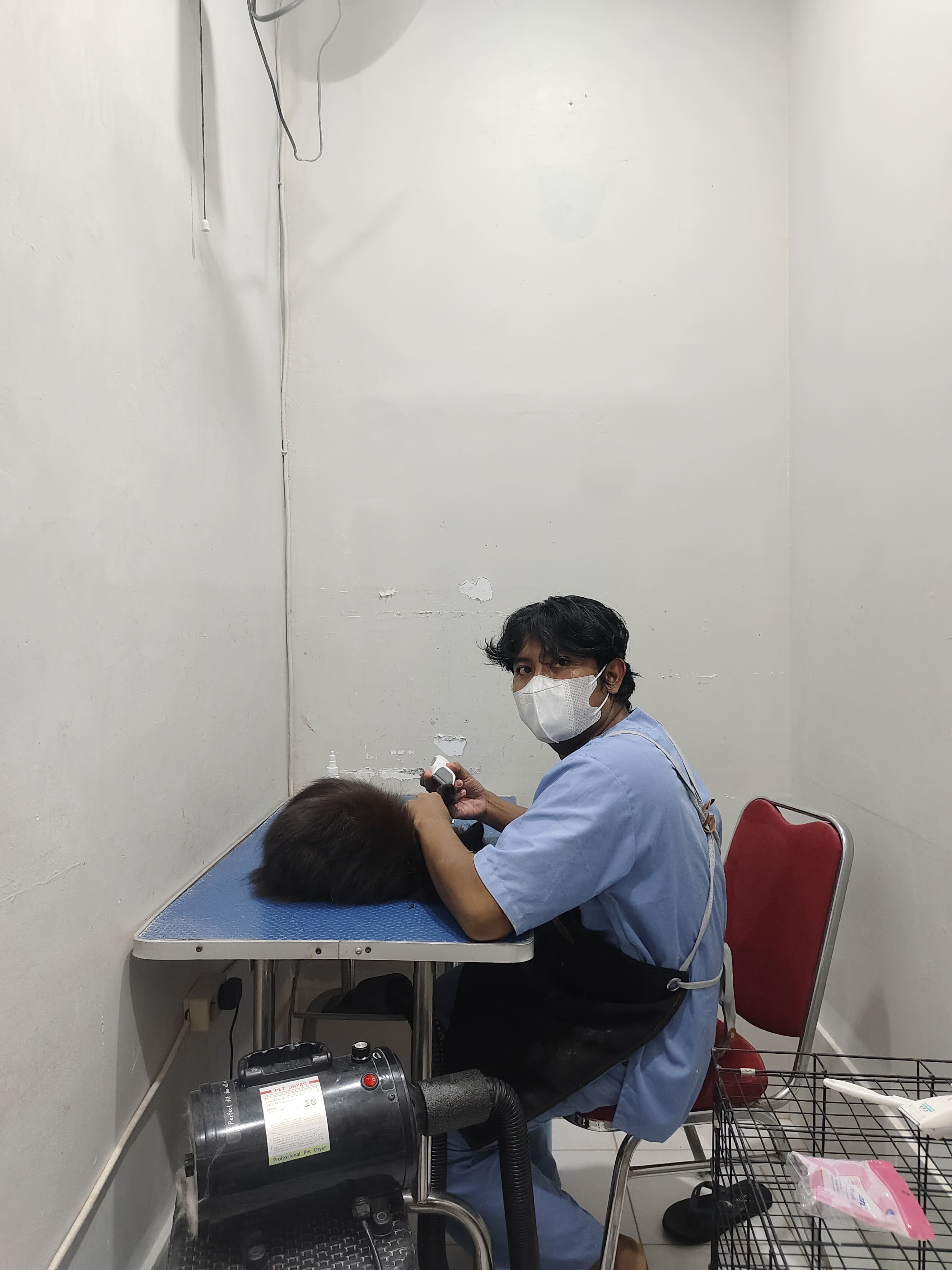 Grooming Kucing Bintaro 645 1783326015 Pet Shop Dokter Hewan Graha Raya Gens Bintaro Alam Sutera Ciledug