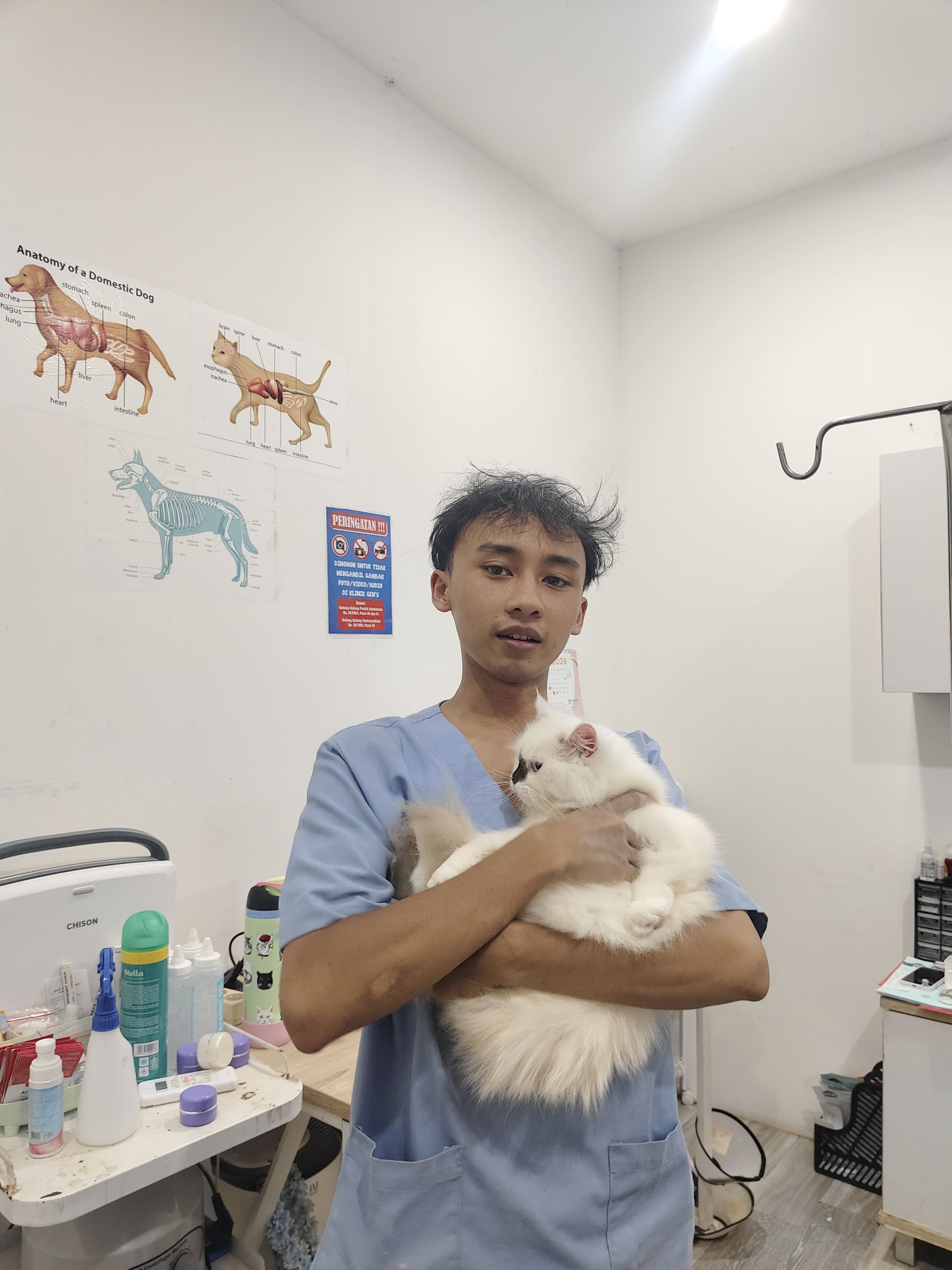 Grooming Kucing Graha Raya 331 1783247046 Pet Shop Dokter Hewan Graha Raya Gens Bintaro Alam Sutera Ciledug