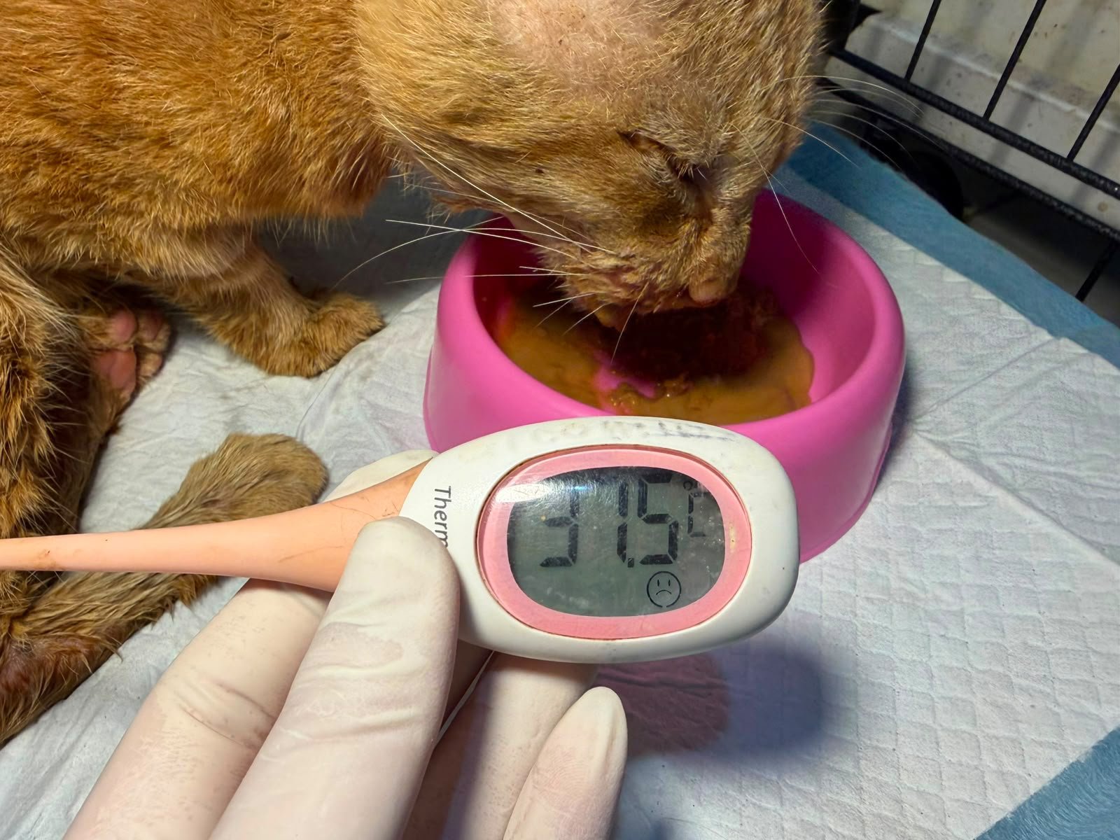 Klinik Hewan Terdekat 172 1784449323 Pet Shop Dokter Hewan Graha Raya Gens Bintaro Alam Sutera Ciledug