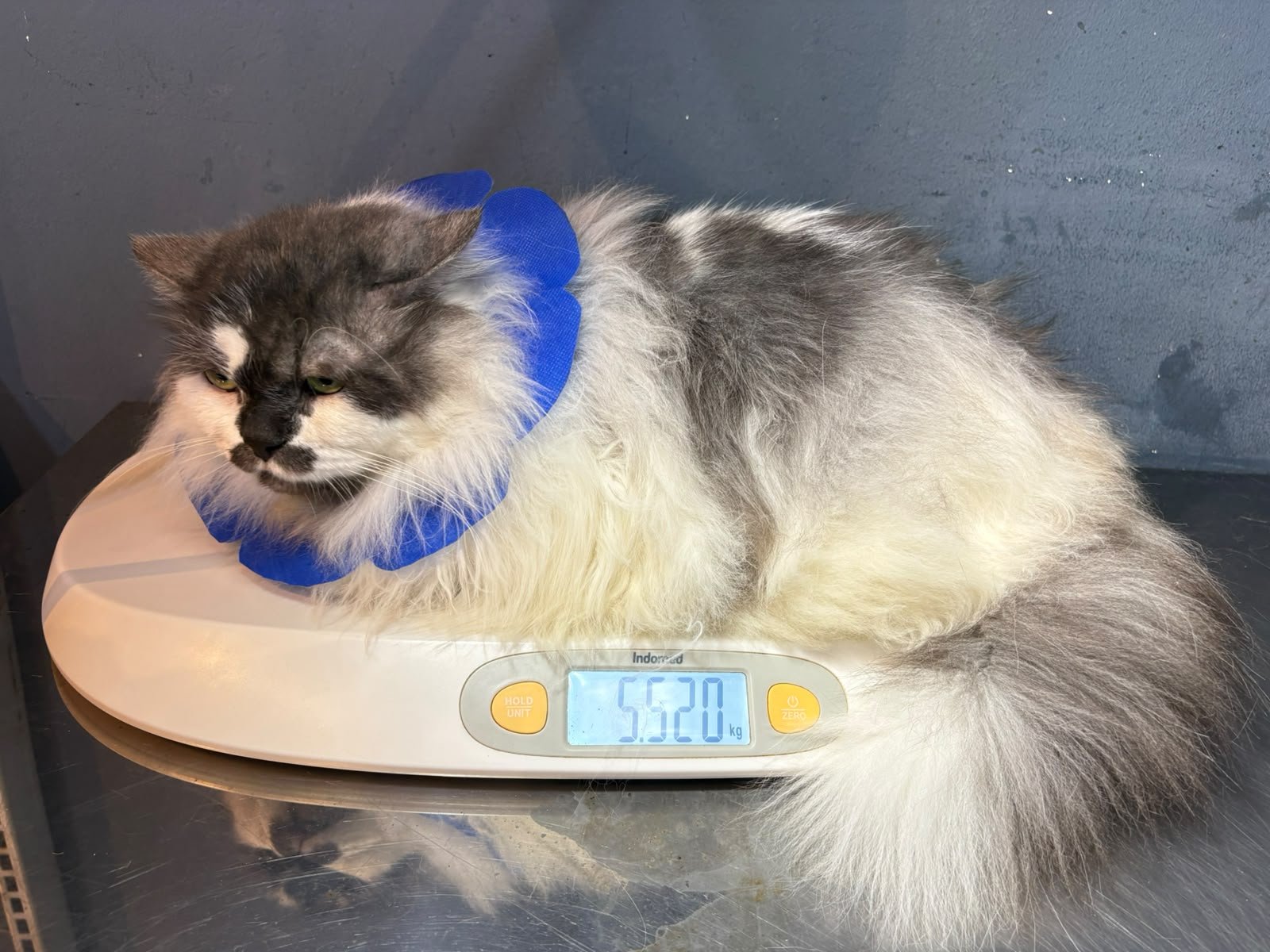 Penitipan Kucing Graha Raya 448 1783586565 Pet Shop Dokter Hewan Graha Raya Gens Bintaro Alam Sutera Ciledug